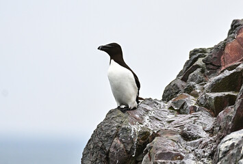 Fototapeta premium Pinguoin de Torda, Farne Island