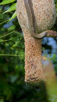 Snake climbing and searching for eggs in hanging baya weaver bird nest
