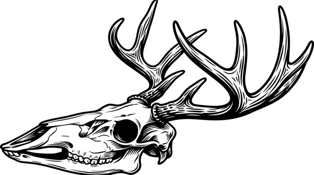 Side view profile illustration of a buck deer skull with large multi-point antlers. Detailed black and white line art of a white-tailed deer cranium isolated on white background.