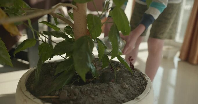 Close-up children's hands watering plants at home. 4K 10-bit