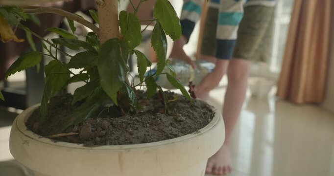 Close-up children's hands watering plants at home. 4K 10-bit