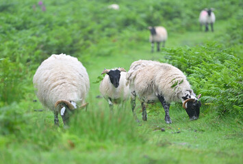 Obraz premium moutons écossais