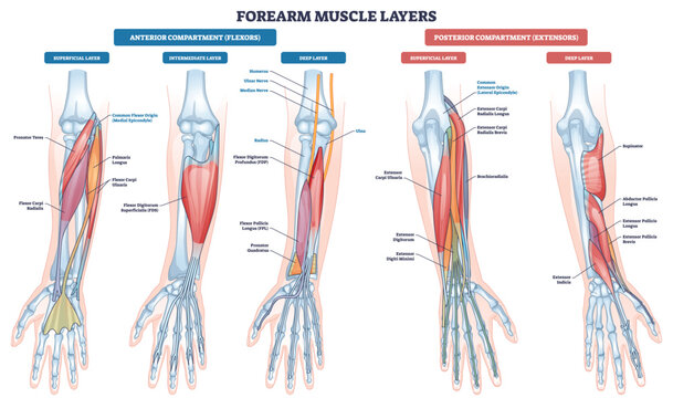 Forearm muscle layers visualized as flexor and extensor compartments, highlighting muscles, bones, and nerves to clarify anatomy for study and care. Outline diagram