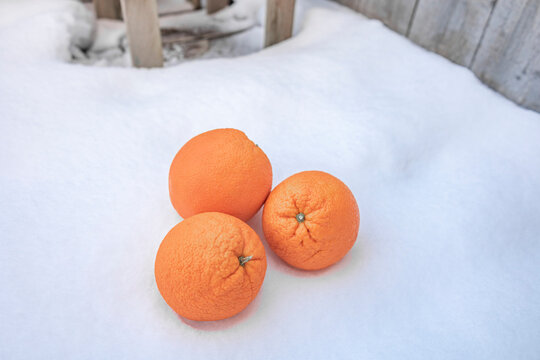 Three fresh orange fruits lying on clean white snow in winter outdoors, natural organic citrus fruit background with copy space for health and wellness advertising