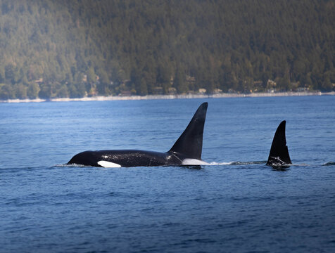 Orca/Killerwal