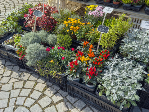 Colorful Autumn Plants and Flowers for Sale at a Flower Shop