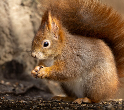 europ&auml;isches Eichh&ouml;rnchen