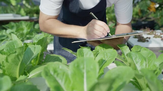 Organic farming, salad farm. Science farmers are checking water conditions during planting, checking for pesticide residues. Hydroponics vegetable, Ecological Biological, Healthy, Vegetarian, ecology
