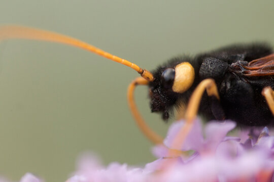 Extreme macro of ichneumon wasp on purple flower