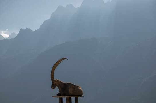 Alpine ibex resting on platform with hazy mountains