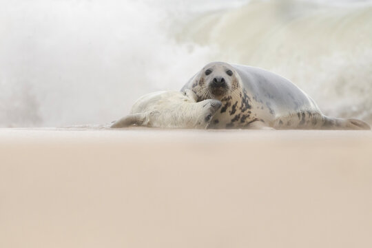 Mother gray seal cuddling her newborn pup on a sandy beach