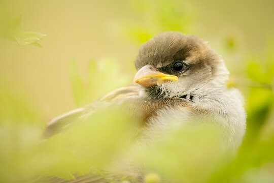 Tiny baby sparrow chick peeks through green foliage
