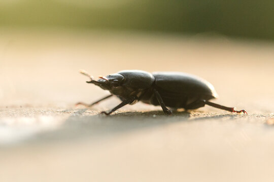 A lesser stag beetle crawls on the ground