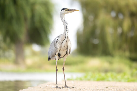 A majestic grey heron stands by the water
