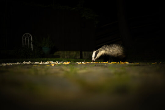 European badger foraging for food in a backyard at night