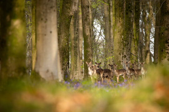 Herd of fallow deer standing in a sunlit bluebell wood
