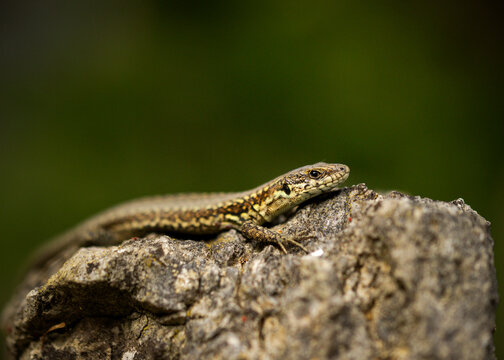 Small common wall lizard sunbathing on a textured gray rock