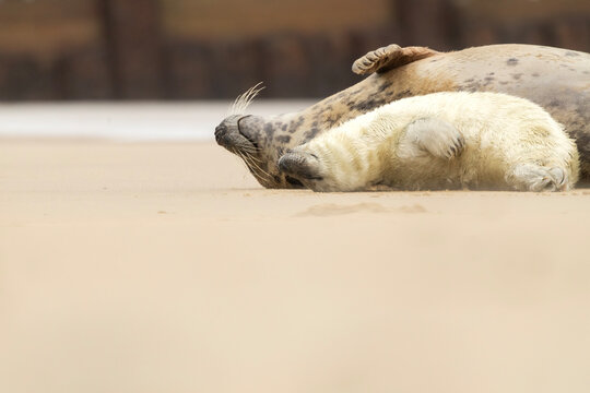 Grey seal mother and her pup sleeping on a sandy beach