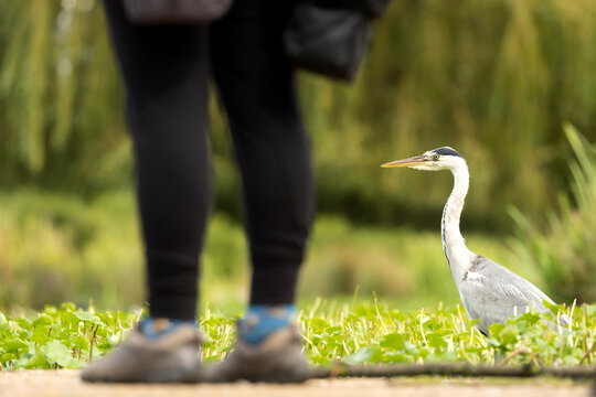 A curious grey heron watching a person outdoors