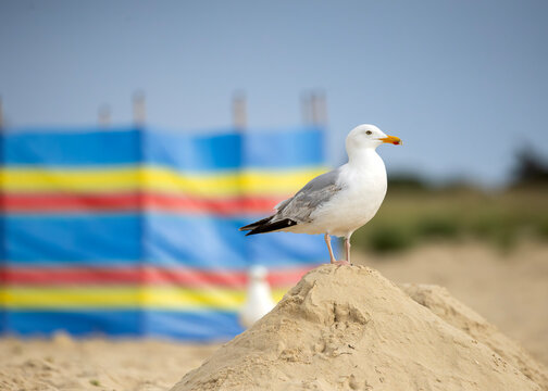 Seagull stands proudly on a sandcastle at the beach