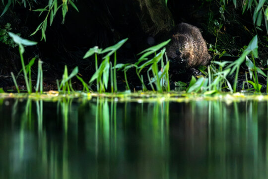 Beaver eating on a riverbank with water reflections at night