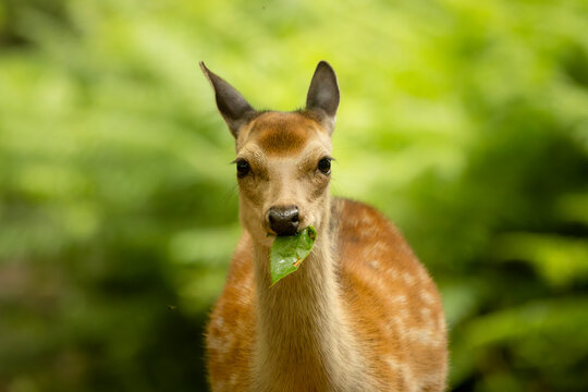 Cute young deer eating a green leaf outdoors