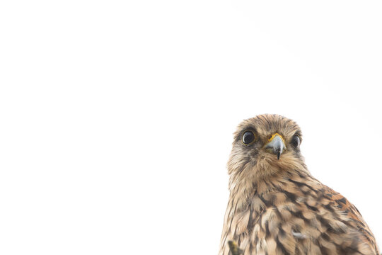 Curious common kestrel looking at the camera