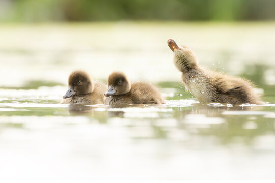 Three cute ducklings splashing and playing in a pond