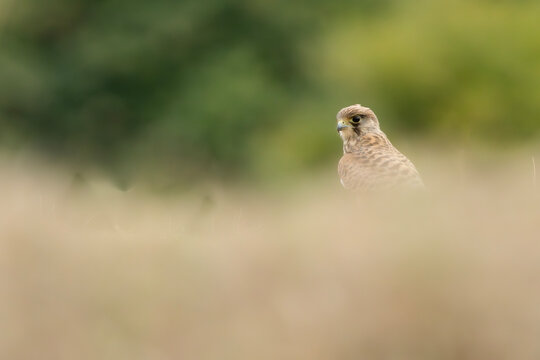 A wild kestrel peeks over some tall grass