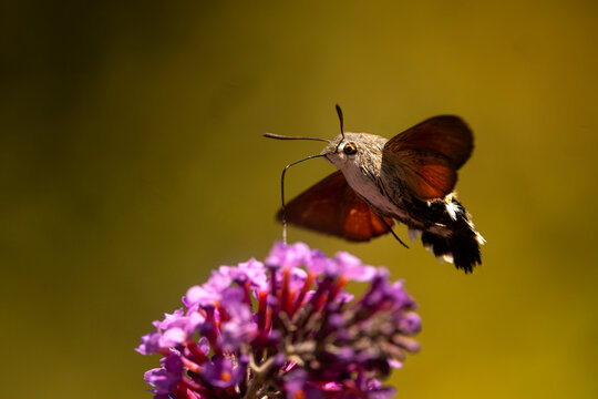 Hummingbird hawk moth feeding on a purple flower