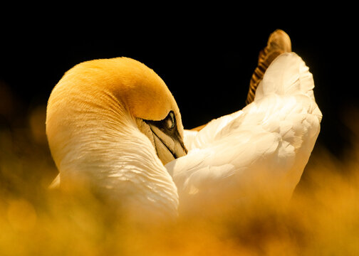 Golden gannet bird tucks its head into its wing