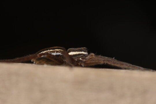 Nursery web spider peeking over an edge at night