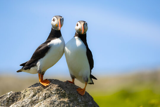 Two adorable puffins stand together on a rock