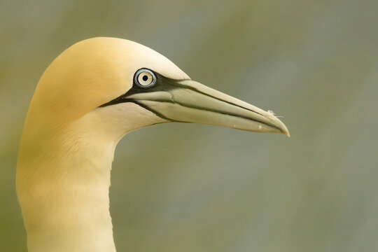 Stunning close up profile of a northern gannet