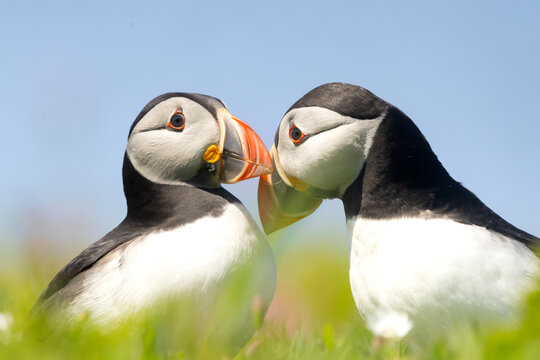 A pair of Atlantic puffins touch beaks in the grass