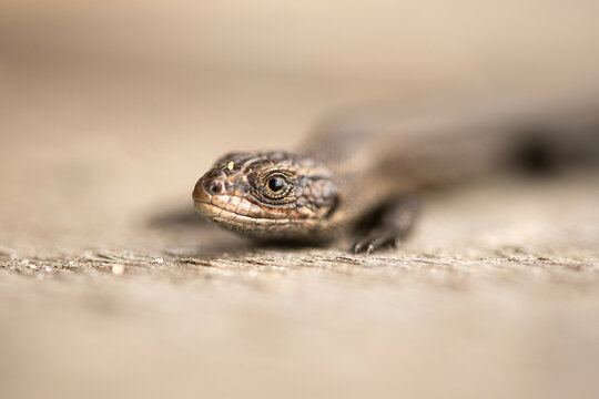 Extreme close up of a small brown lizard