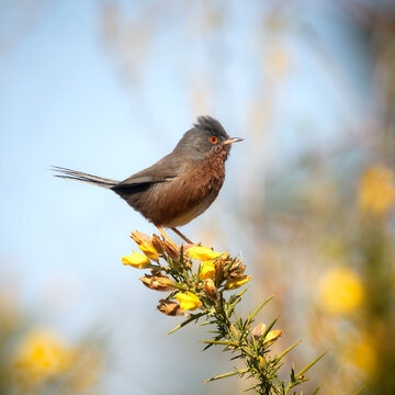 Dartford warbler with a crested head on gorse flowers