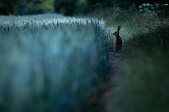 A wild hare watches from the edge of a field at twilight