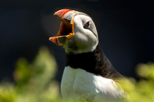 Closeup of an Atlantic puffin with its beak wide open