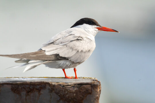 Common tern seabird perched on a rusty post