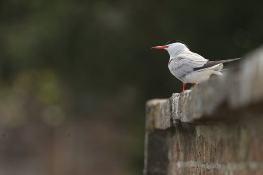 Common tern bird with black cap perched on a brick wall