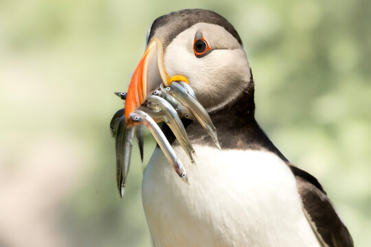 Atlantic puffin with a beak full of fish