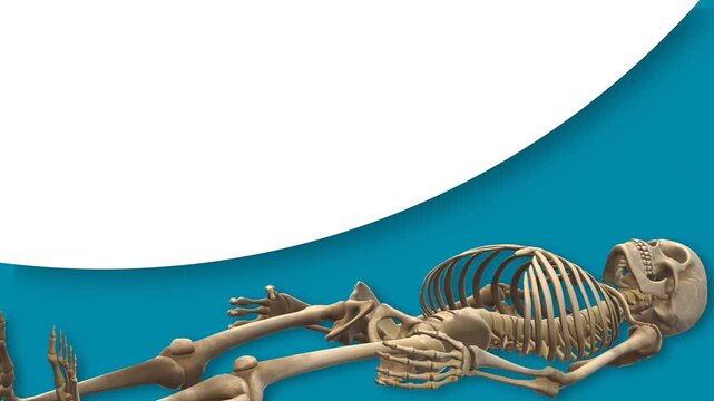 Halloween Skeleton Lying on Blue Background with White Copy Space Presentation Template.