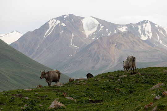 Cows grazing on a green hillside before snow capped mountains