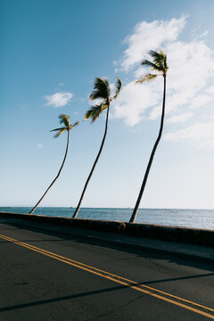 Three leaning palm trees on a scenic coastal drive