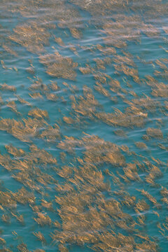 Golden brown seaweed floating in calm teal ocean water