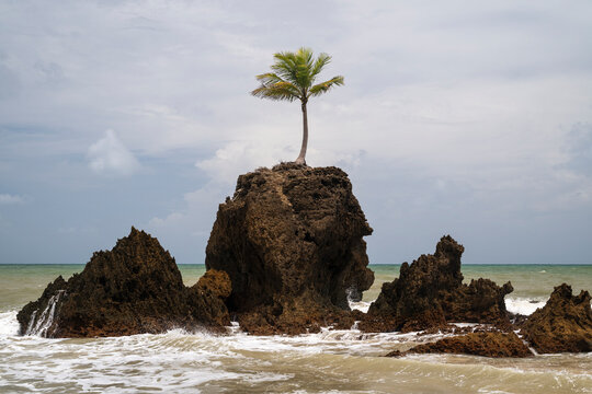 Beautiful view to lonely coconut palm tree over rocks in Tambaba