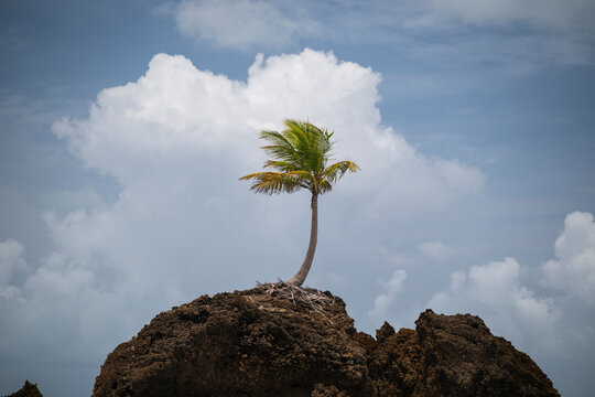 Beautiful view to lonely coconut palm tree over rocks in Tambaba