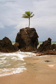 Beautiful view to lonely coconut palm tree over rocks in Tambaba