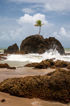 Beautiful view to lonely coconut palm tree over rocks in Tambaba